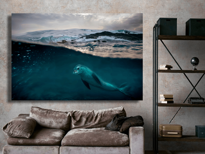 Antarctica Leopard Seal Underwater Wall Art